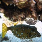  Yellow boxfish / Ostracion cubicus\