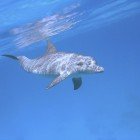 Delfín skákavý / Tursiops truncatus