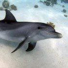 Bottlenose dolphin / Tursiops truncatus