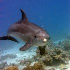 
                      Delfín skákavý / Tursiops truncatus
                   