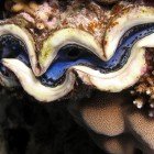 Squamose giant clam / Tridacna squamosa