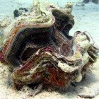 Squamose giant clam / Tridacna squamosa