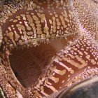 Zéva šupinatá / Tridacna squamosa
