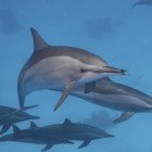 
                      Delfín dlouholebý / Stenella longirostris
                   