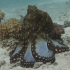 Big red octopus / Octopus cyaneus