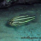 Six-striped soapfish / Grammistes sexlineatus