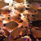  Orangelined cardinalfish / Archamia fucata\