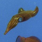  Bigfin roof squid / Sepioteuthis lessoniana\