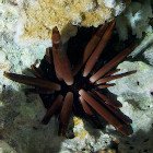 Slate-pencil sea urchin / Heterocentrotus mammillatus