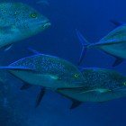 
                      Bluefin trevally / Caranx melampygus
                   