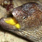 
                      Yellowmouth moray / Gymnothorax nudivomer
                   