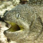 Yellowmouth moray / Gymnothorax nudivomer