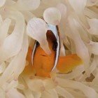 Red Sea anemonfish / Amphiprion bicinctus