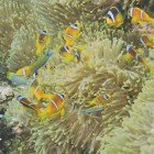 Red Sea anemonfish / Amphiprion bicinctus