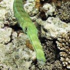  Cornetfish / Fistularia commersonii\