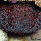  Toxic leather sea urchin / Asthenosoma sp.\