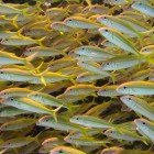  Yellowfin goatfish / Mulloides vanicolensis\