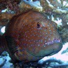 Red Sea coral grouper / Plectropomus pessuliferus marisrubri