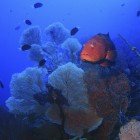 Red Sea coral grouper / Plectropomus pessuliferus marisrubri