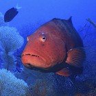 
                      Red Sea coral grouper / Plectropomus pessuliferus marisrubri
                   
