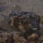  Yellowspotted burrfish / Cyclichthys spilostylus\