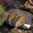  Black-blotched porcupinefish / Diodon liturostus\