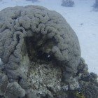  Buble coral / Plerogyra sinuosa\