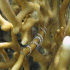 Net fire coral / Millepora dichotoma