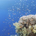  Stony coral / Porites nodifera\