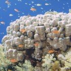 Stony coral / Porites nodifera