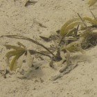 
                      Canopy seagrass / Thalassodendron ciliatum
                   