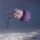 
                      Jellyfish Thysanostoma loriferum / Thysanostoma loriferum
                   