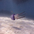 Jellyfish Thysanostoma loriferum / Thysanostoma loriferum