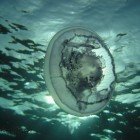 
                      Moon jellyfish / Aurelia aurita
                   