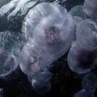 Moon jellyfish / Aurelia aurita