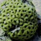 
                      Honeycomb coral / Favia favus
                   