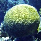  Brain coral / Platygyra daedalea\