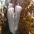 Colonial tube-sponge / Siphonochalina siphonella