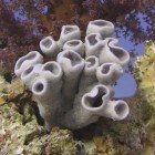 
                      Colonial tube-sponge / Siphonochalina siphonella
                   