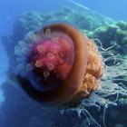  Cauliflower jellyfish / Cephea cephea\