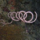  Spiral wire coral / Cirrhipathes spiralis\