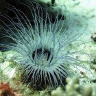  Tube-dwelling anemone / Cerianthus sp.\