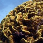 Yellow waver coral / Turbinaria mesenterina