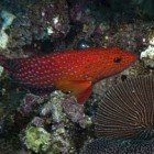 Coral hind / Cephalopholis miniata