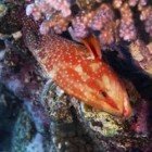 
                      Half spotted grouper / Cephalopholis hemistiktos
                   