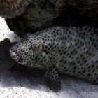  Greasy grouper / Epinephelus tauvina\
