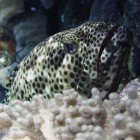 
                      Greasy grouper / Epinephelus tauvina
                   