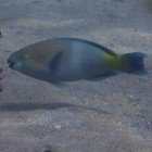 Rusty parrotfish / Scarus ferrugineus