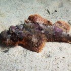  Flathead scorpionfish / Scorpaenopsis oxycephala\