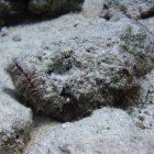 Devil scorpionfish / Scorpaenopsis diabolus